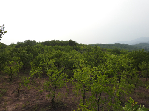 承德市高新區上板城鎮西大廟村5.29畝土地經營權出租