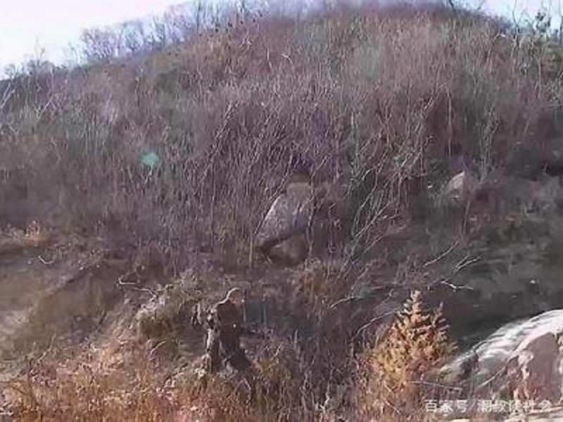 出租承德市雙橋區上板城鎮黃旗灣子村148.5畝荒山